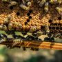 Unser Bienenvolk